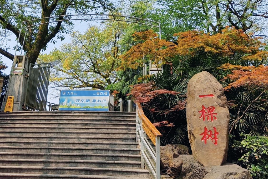 Nanshan One Tree
